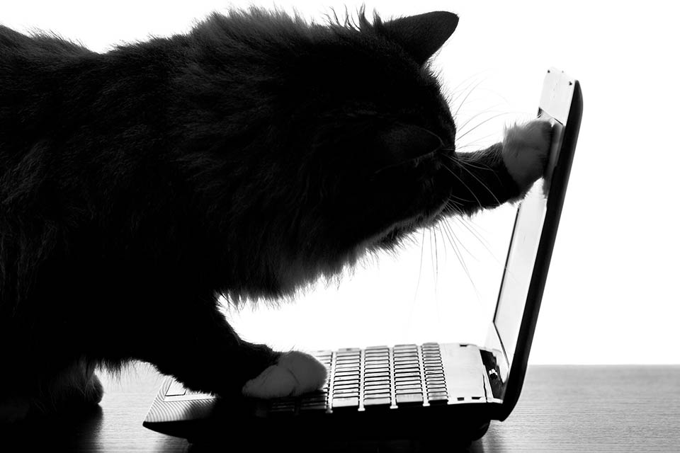 Cat opening a laptop