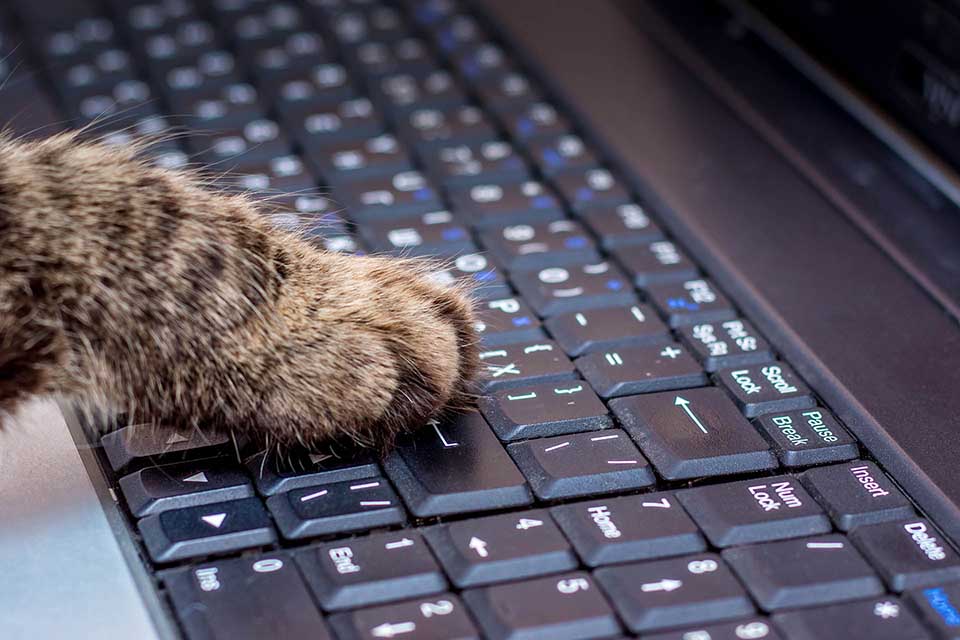 Cat paw on a keyboard